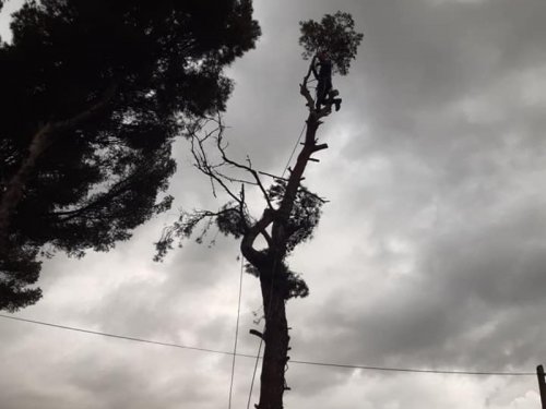 Abattage et démontage de Pin Sanary-sur-Mer