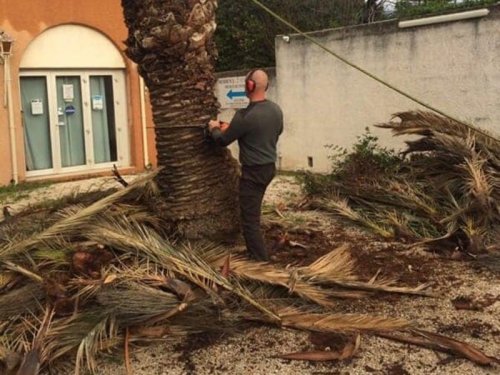 Abattage arbre pour des raisons sanitaires La Ciotat