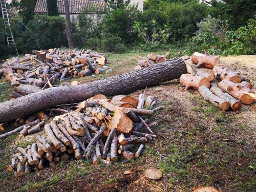 Abattage et démontage de Pin La Ciotat