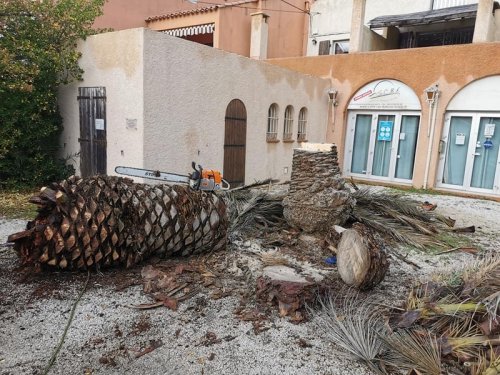 Abattage palmier attaqué par le Charançon Rouge Six-Fours-les-Plages