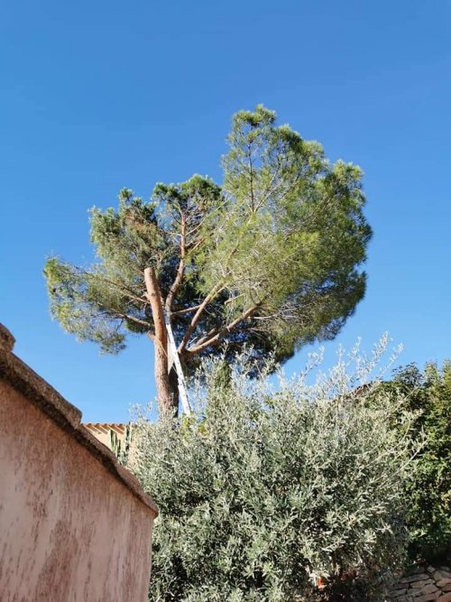 Abattage d'un pin Parasol à Bandol