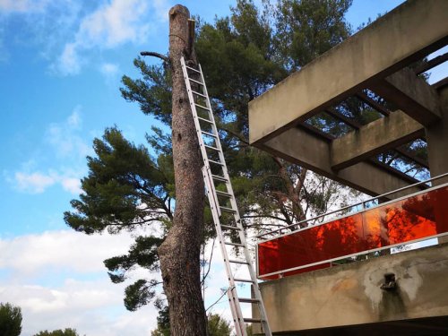 Elagage branche arbre pour dangerosité Saint-cyr-sur-mer