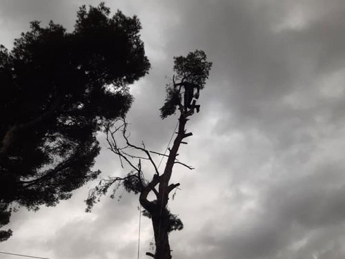 Abattage arbre pour des raisons sanitaires Bandol