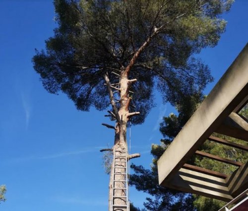 Elagage branche arbre pour dangerosité La Cadière-d'Azur