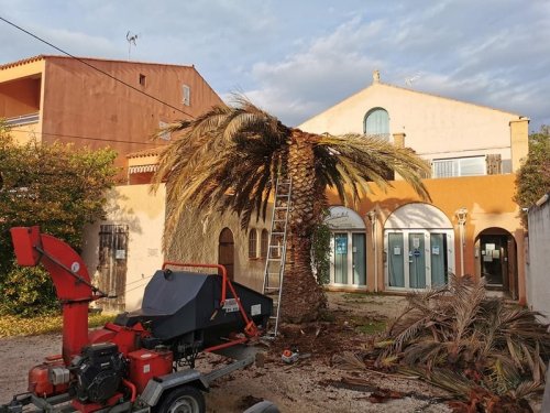 Abattage palmier attaqué par le Charançon Rouge Bandol