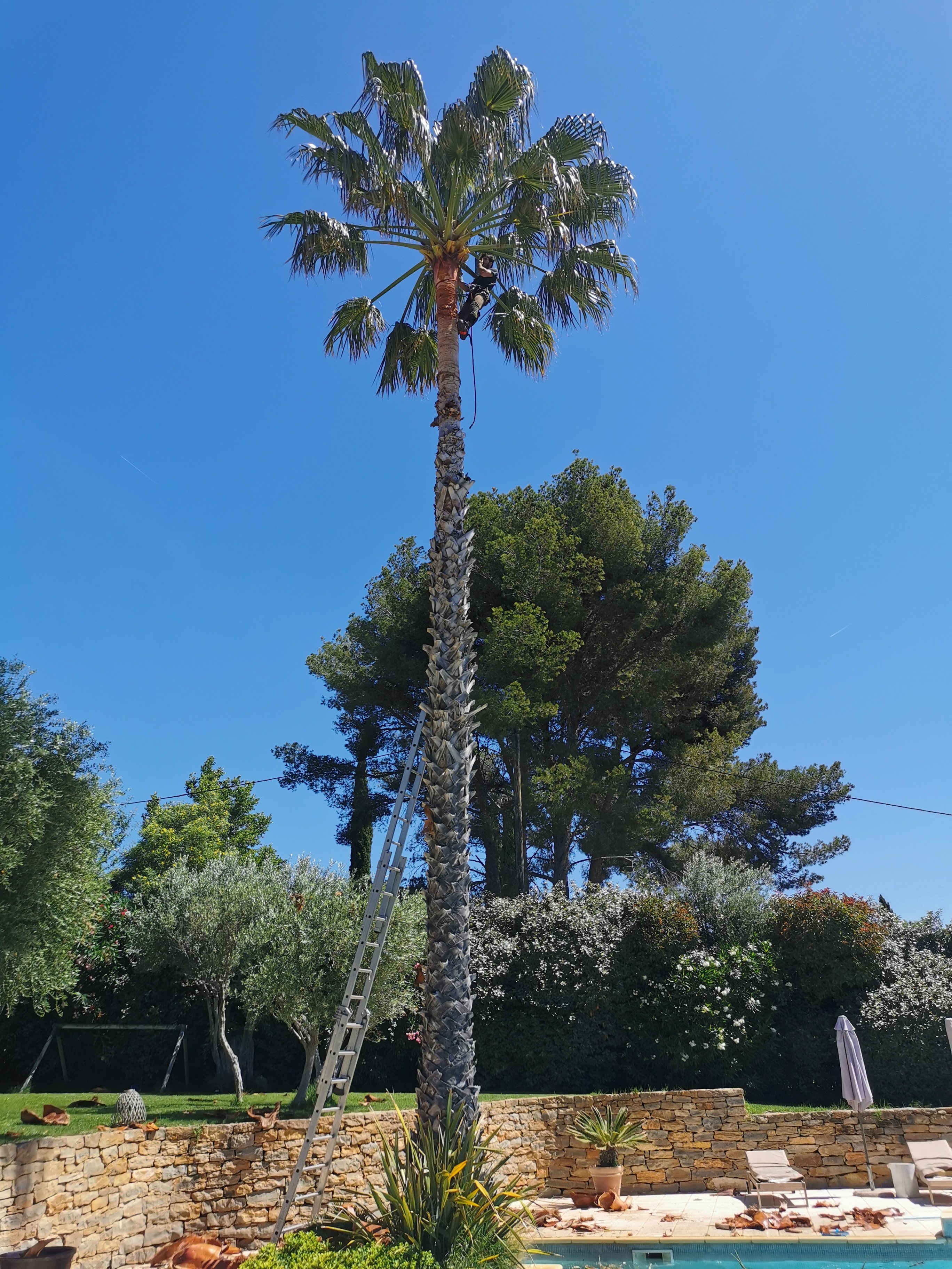 Taille de palmiers Saint Cyr sur mer
