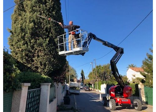 Taille de Cyprès de Provence à Saint Cyr sur mer