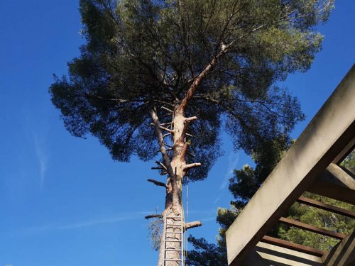 Abattage et démontage de Pin Bandol